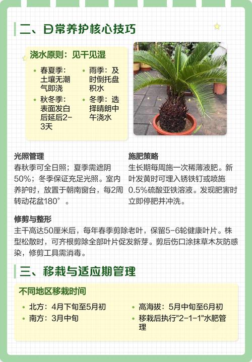 怎么养好铁树?从浇水到换盆的六个实操模块 施肥:薄肥勤施,重点补氮和钾