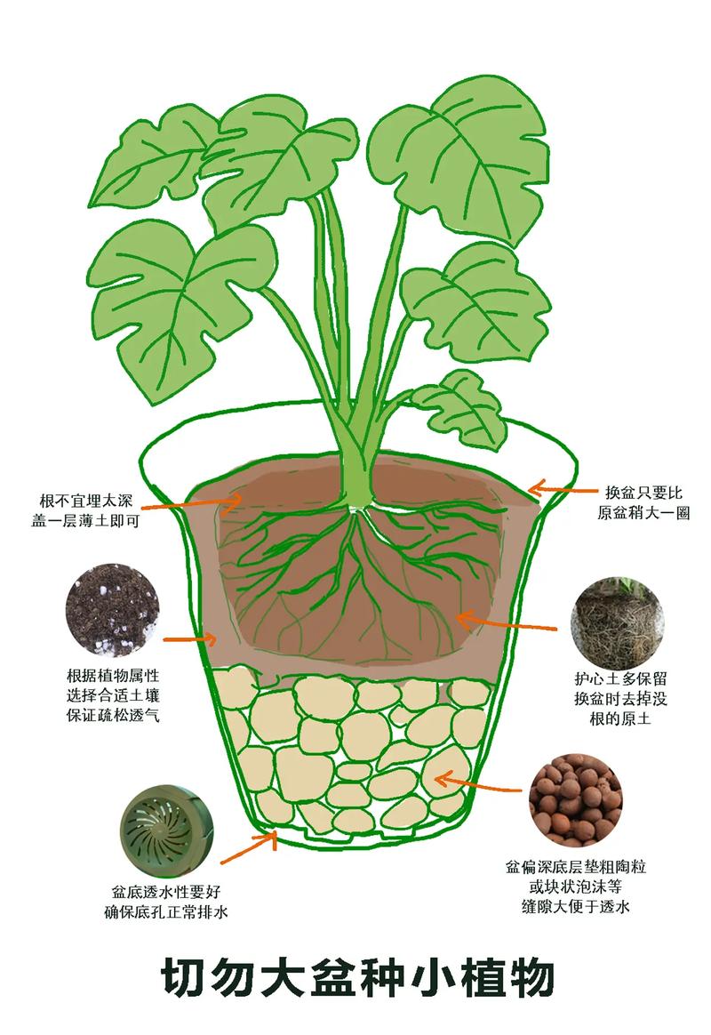 怎么养好铁树?从浇水到换盆的六个实操模块 修剪:清理老叶为主,新叶保留