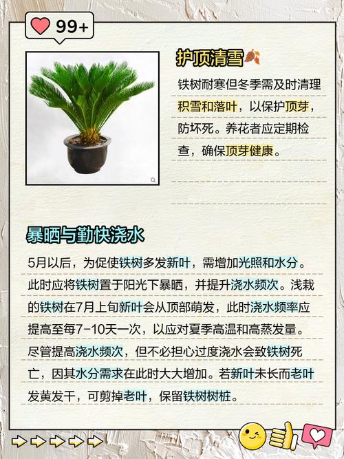 怎么养好铁树?从浇水到换盆的六个实操模块 越冬越夏:保温怕冻,盛夏防闷