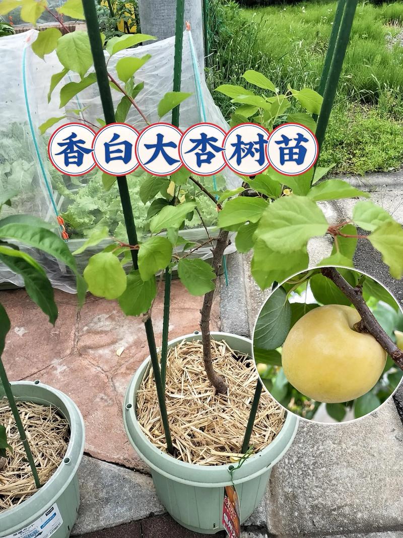 杏核种出杏树苗能结果吗?实生苗结果年限与促花促果全指南 实生杏树的生物学特性:童期长、变异大