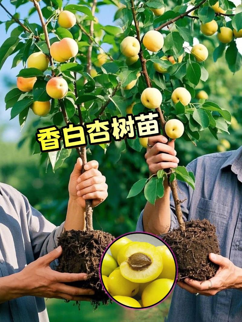 杏核种出杏树苗能结果吗?实生苗结果年限与促花促果全指南 实生杏树促花促果四步法