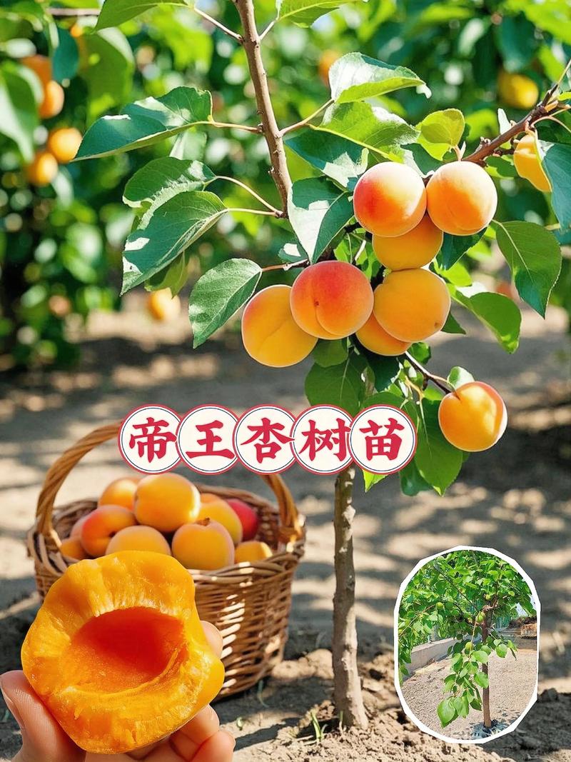 杏核种出杏树苗能结果吗?实生苗结果年限与促花促果全指南 总结