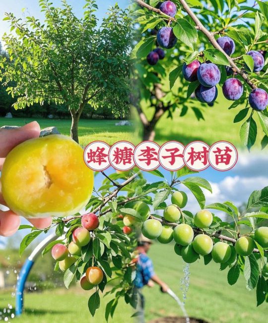 青脆李子苗多少钱一棵？2026年价格、选购与种植全攻略