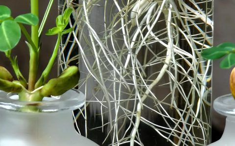 什么绿植用深盆栽？科学选择根系深长的观赏植物