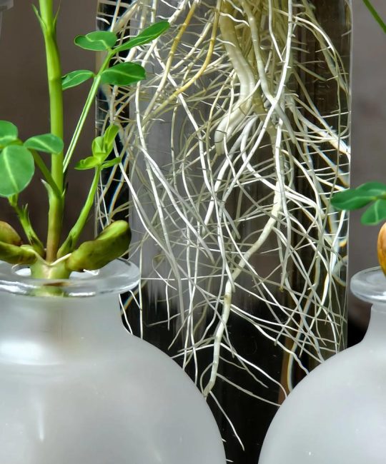 什么绿植用深盆栽？科学选择根系深长的观赏植物