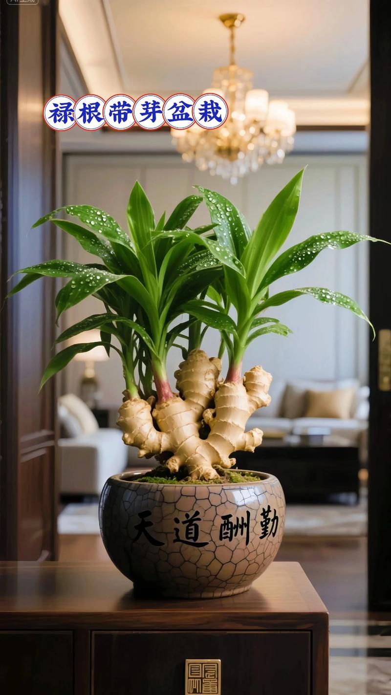什么绿植用深盆栽?科学选择根系深长的观赏植物 2. 龟背竹(天南星科)
