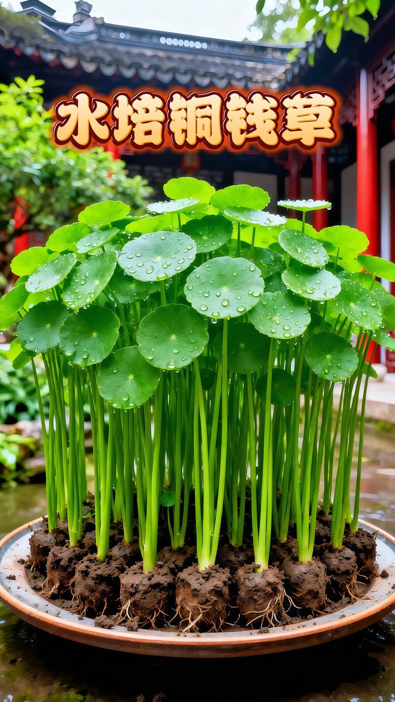 什么绿植用深盆栽?科学选择根系深长的观赏植物 4. 鹤望兰(旅人蕉科)
