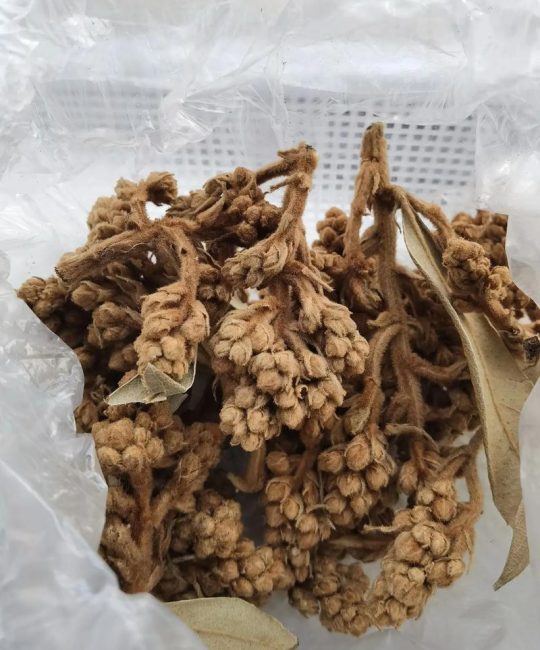 枇杷花晒干的正确方法与采收管理全攻略