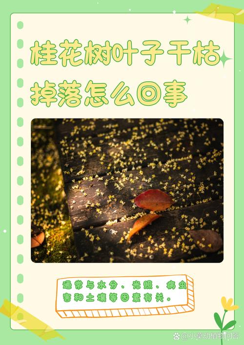桂花叶子干枯可以剪掉吗?一文读懂修剪与养护全攻略 四、后续养护:让桂花重新焕发活力
