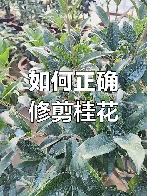 桂花叶子干枯可以剪掉吗?一文读懂修剪与养护全攻略 五、总结