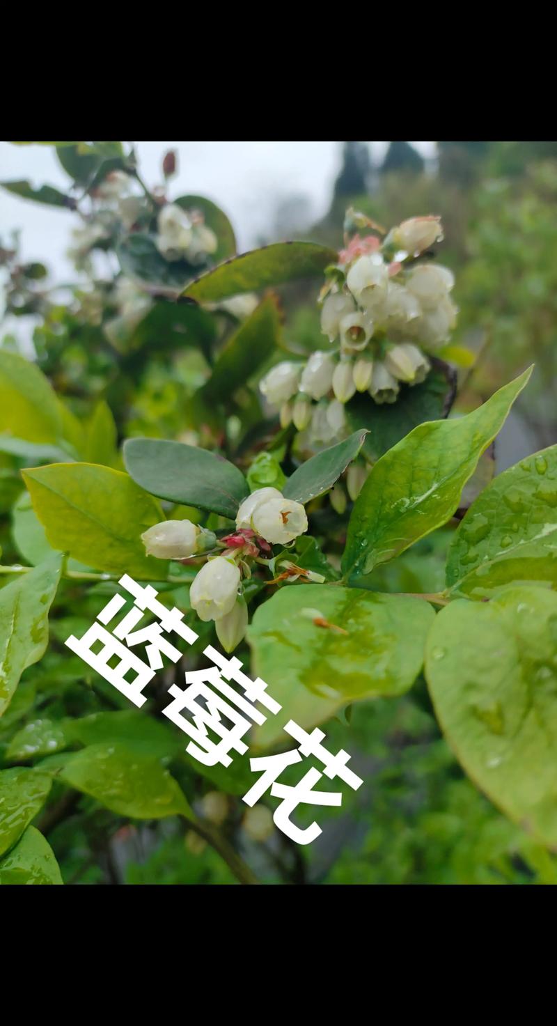 蓝莓苗哪个品种好吃?2026年三大高口感品种对比与选购指南 蓝莓苗采购指南:用好“一看嫁接口、二看根系、三看苗龄”黄金法则