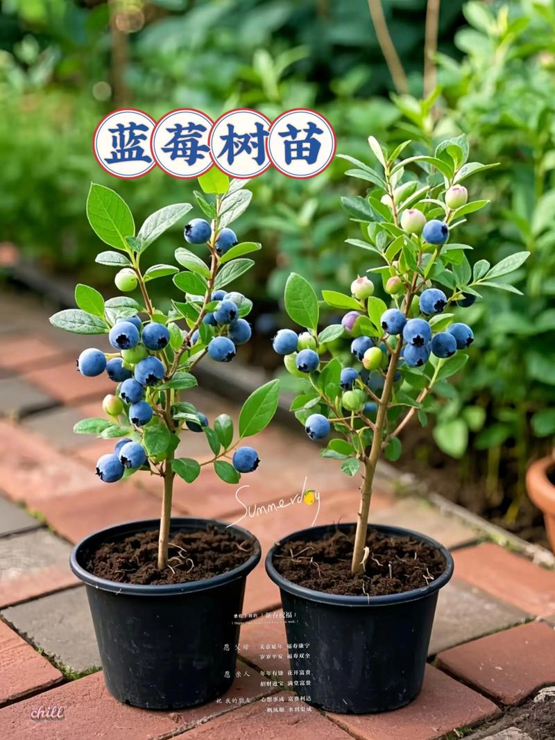蓝莓苗哪个品种好吃?2026年三大高口感品种对比与选购指南 总结