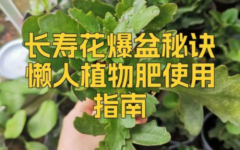 长寿花花期可以施肥吗？花期施肥的正确方法与注意事项