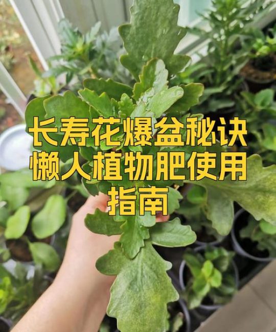 长寿花花期可以施肥吗？花期施肥的正确方法与注意事项