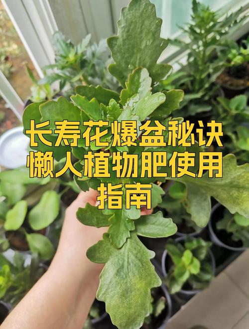 长寿花花期可以施肥吗?花期施肥的正确方法与注意事项 长寿花花期与果期说明