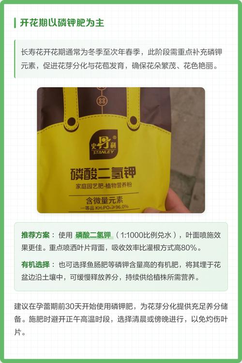 长寿花花期可以施肥吗?花期施肥的正确方法与注意事项 总结