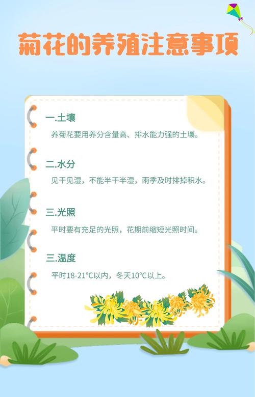 我爱菊花:因为它恰如秋日暖阳,养护指南助你花开满盆 光照与水肥精准方案