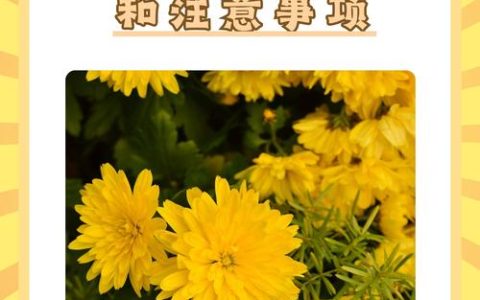 我爱菊花：因为它恰如秋日暖阳，养护指南助你花开满盆
