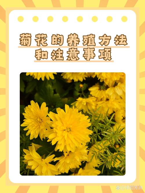 我爱菊花:因为它恰如秋日暖阳,养护指南助你花开满盆 品种基础档案