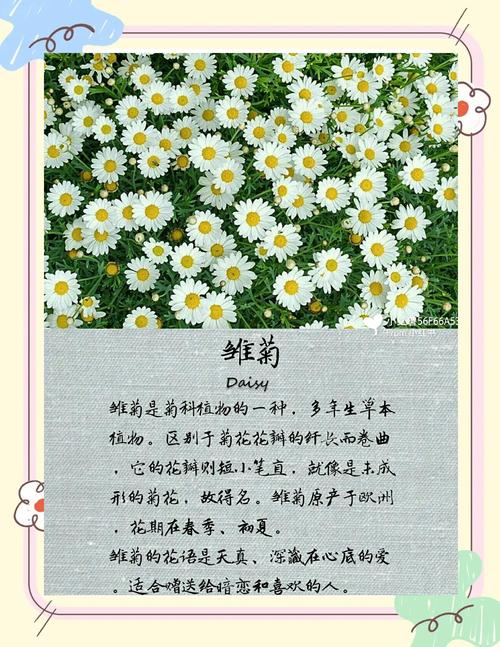 我爱菊花:因为它恰如秋日暖阳,养护指南助你花开满盆 FAQ