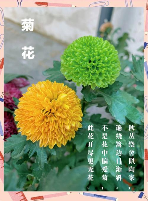 我爱菊花:因为它恰如秋日暖阳,养护指南助你花开满盆 盆栽/地栽选择决策