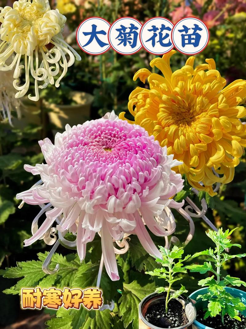 我爱菊花:因为它恰如秋日暖阳,养护指南助你花开满盆 总结