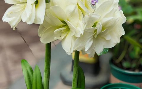 朱顶红品种对比：阿弗雷、双梦、花孔雀，哪个更适合你？