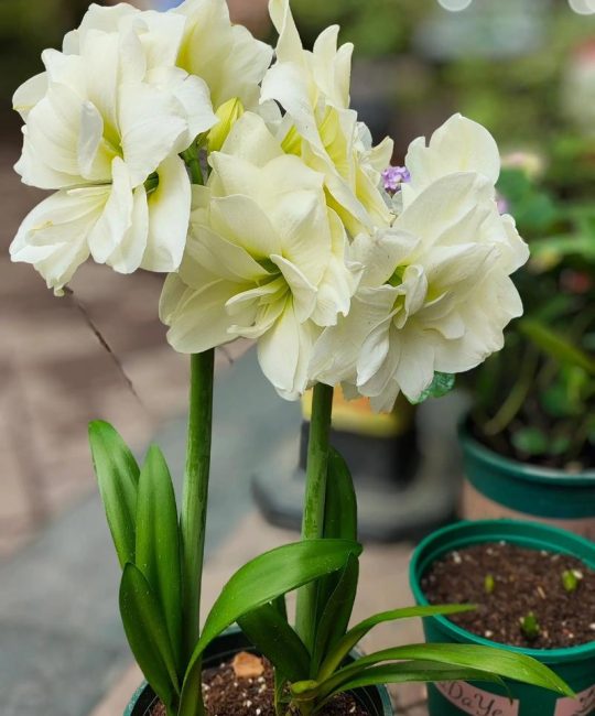 朱顶红品种对比：阿弗雷、双梦、花孔雀，哪个更适合你？