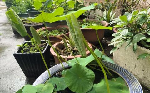 荷花只长叶不开花怎么回事？4大原因及解决办法