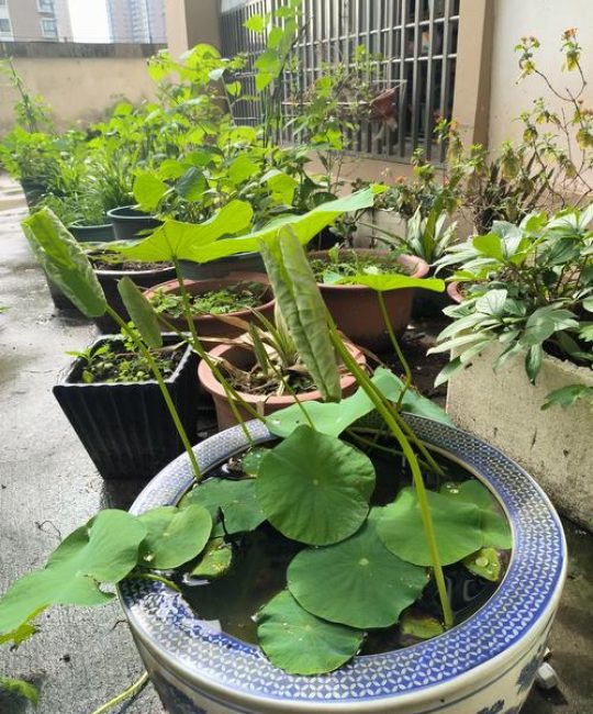 荷花只长叶不开花怎么回事？4大原因及解决办法
