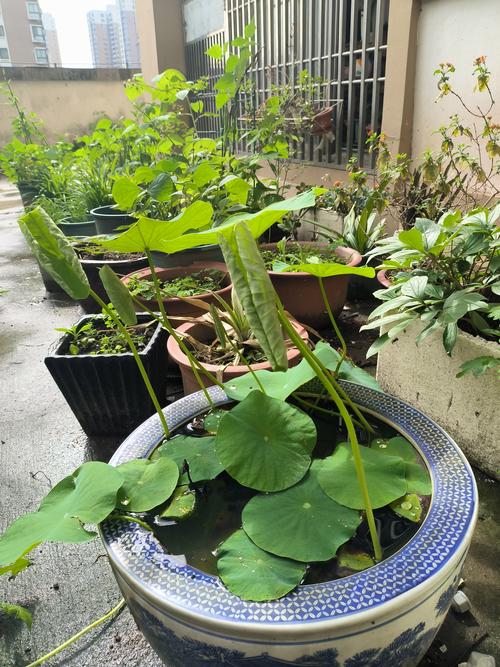荷花只长叶不开花怎么回事?4大原因及解决办法 荷花只长叶不开花怎么回事?4大原因及解决办法