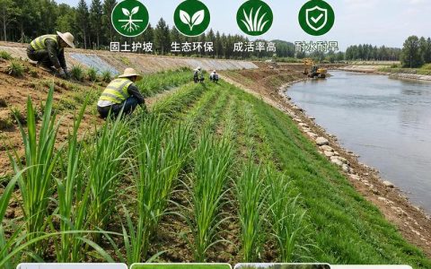 芦苇苗种植多少钱？2025年最新价格参考与影响因素详解