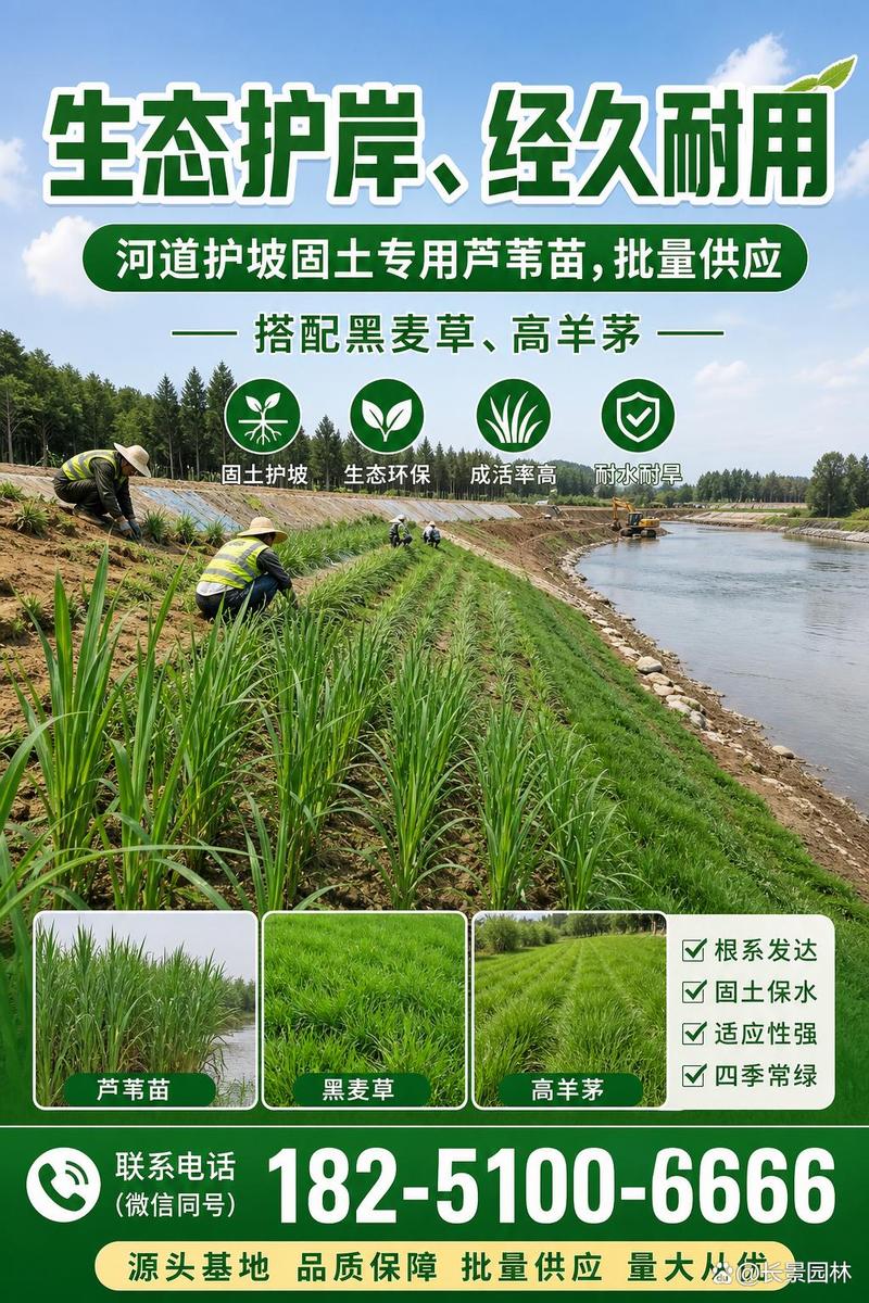 芦苇苗种植多少钱?2025年最新价格参考与影响因素详解 一、规格因素:株高、根茎数量与容器类型