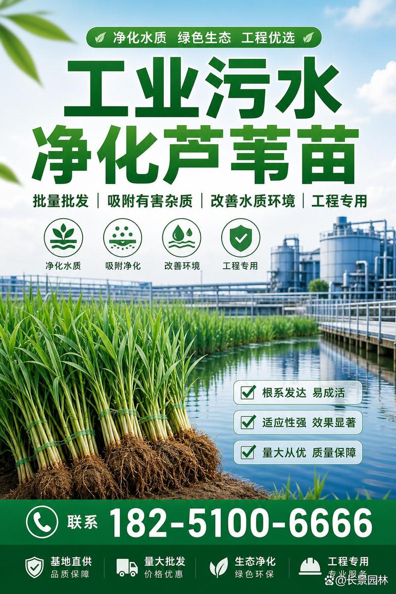 芦苇苗种植多少钱?2025年最新价格参考与影响因素详解 价格对比一览表
