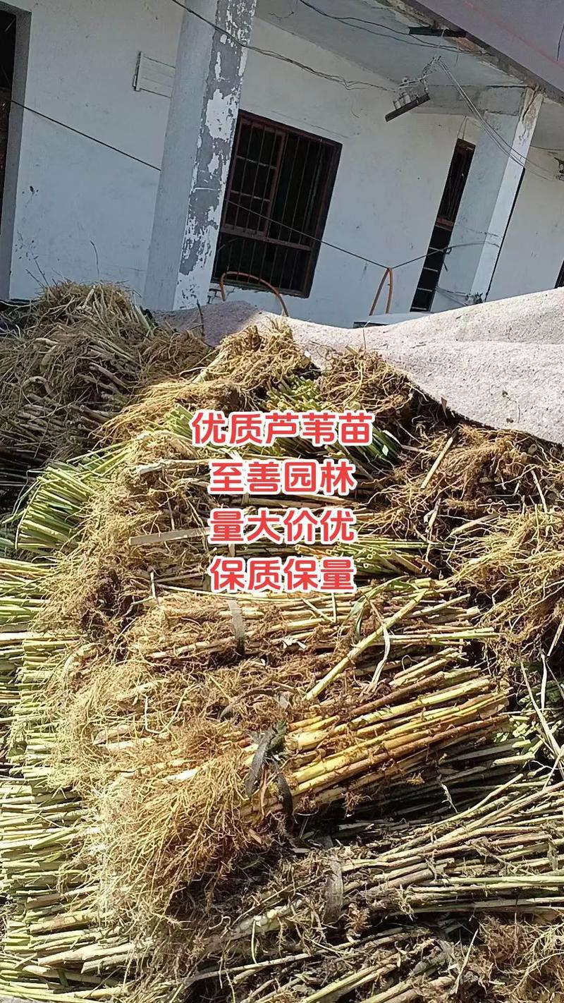 芦苇苗种植多少钱?2025年最新价格参考与影响因素详解 五、运输因素:物流成本占比10%-30%