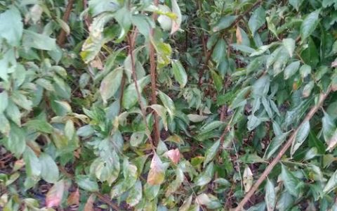 青脆李子树苗采购指南：正规渠道筛选与种植技术全解析