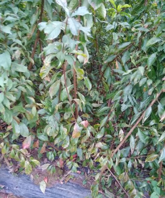 青脆李子树苗采购指南：正规渠道筛选与种植技术全解析