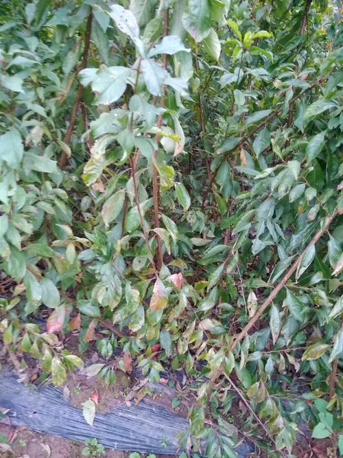 青脆李子树苗采购指南:正规渠道筛选与种植技术全解析 青脆李子树苗采购指南:正规渠道筛选与种植技术全解析