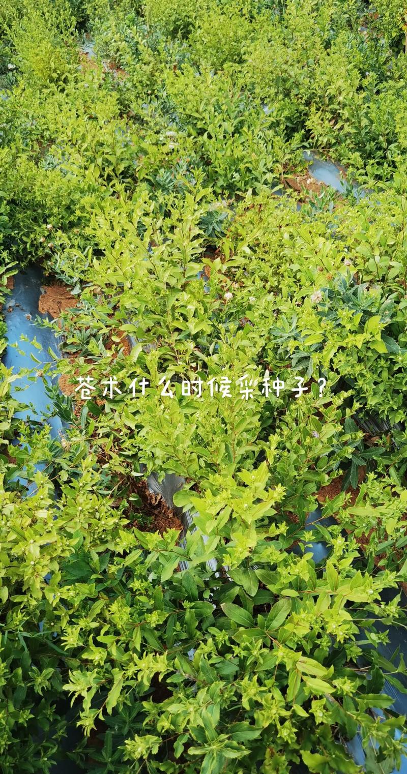 苍术种子怎么种?从选种到出苗的完整技术指南 二、土壤环境准备