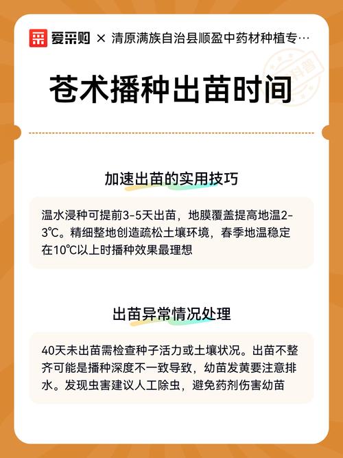 苍术种子怎么种?从选种到出苗的完整技术指南 五、播后浇水