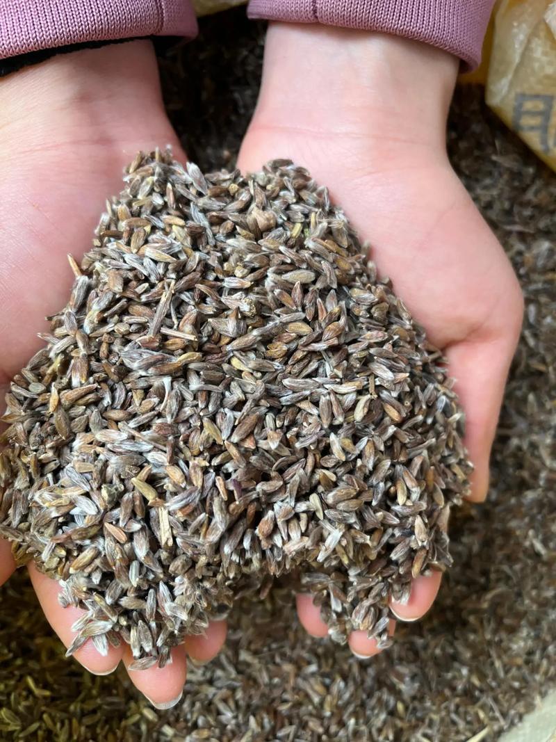 苍术种子怎么种?从选种到出苗的完整技术指南 七、成活与成苗注意事项