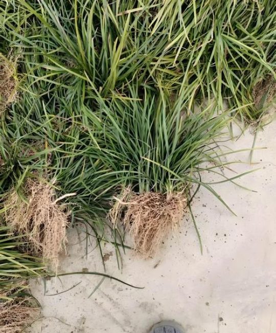 麦冬种植全指南：从形态识别到全株栽培技术