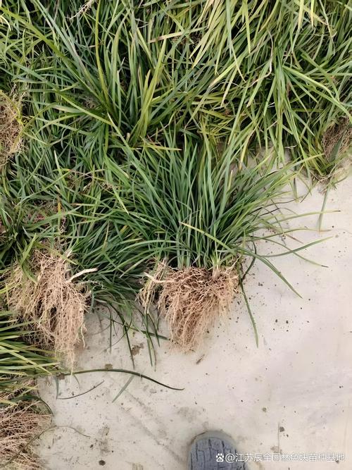 麦冬种植全指南:从形态识别到全株栽培技术 麦冬种植全指南:从形态识别到全株栽培技术