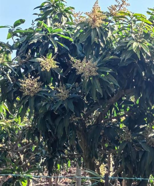 芒果树不分公母，单株即可结果但需注意授粉配置与品种选择