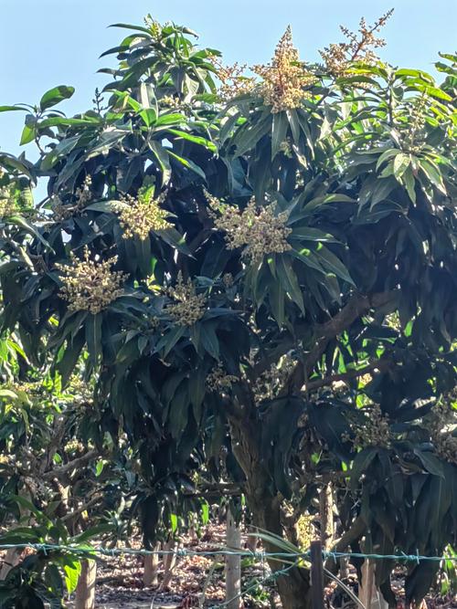 芒果树不分公母,单株即可结果但需注意授粉配置与品种选择 芒果树不分公母,单株即可结果但需注意授粉配置与品种选择
