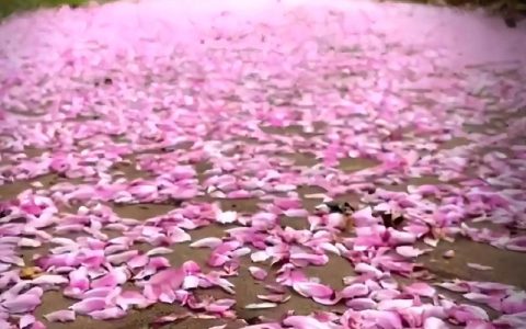花落知多少：园艺中的落花美学与养护智慧
