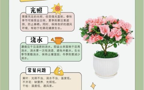 如何修剪杜鹃花：家庭园艺养护指南
