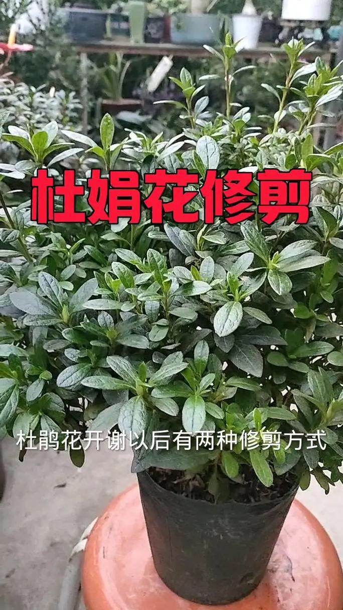 如何修剪杜鹃花:家庭园艺养护指南 施肥:薄肥勤施,花期前后是重点