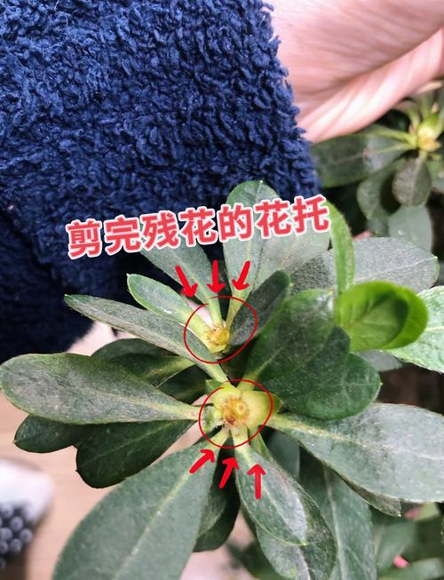 如何修剪杜鹃花:家庭园艺养护指南 换盆:适时换土,促进根系生长