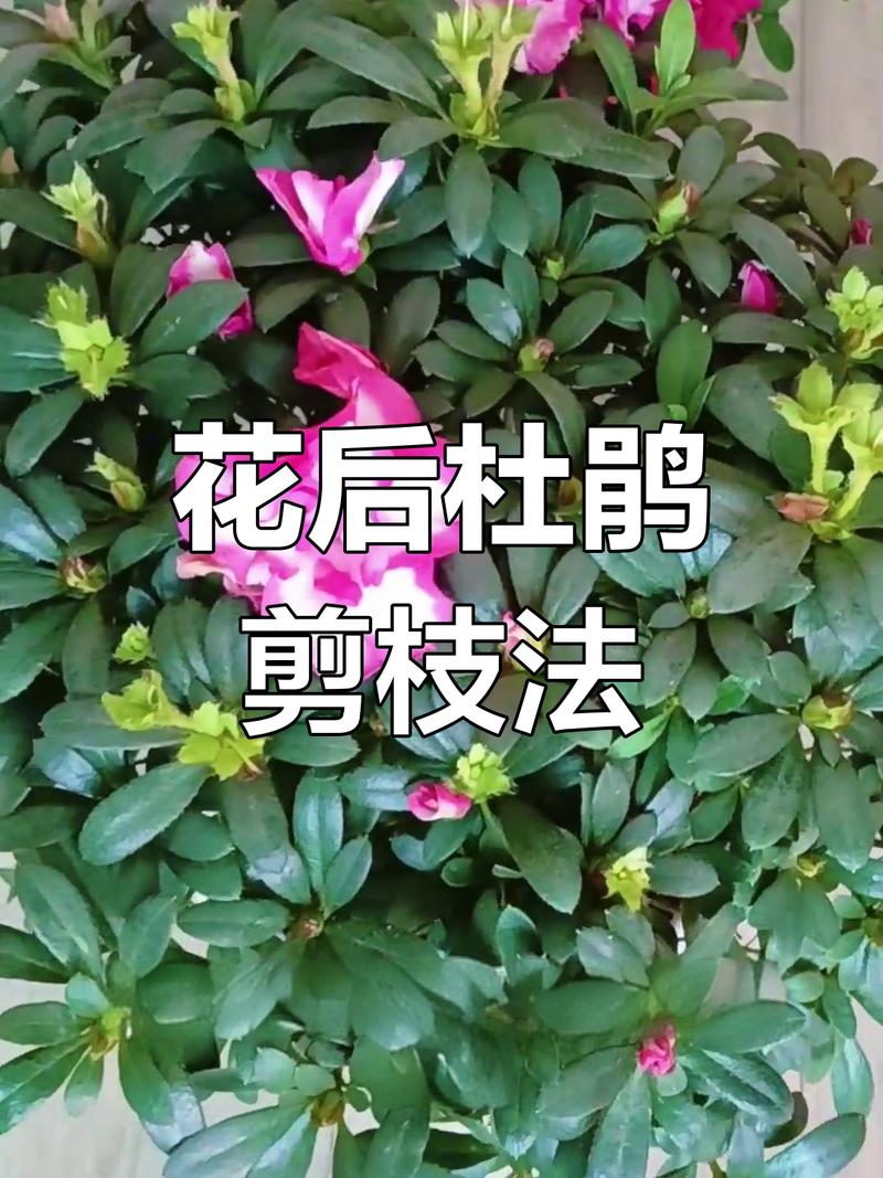 如何修剪杜鹃花:家庭园艺养护指南 修剪:花后及时剪,塑造优美株形